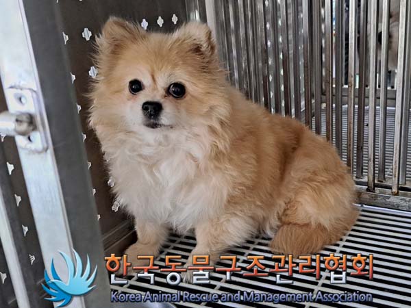 보호중 포메라니안의…
