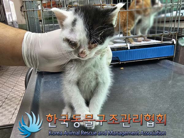 종료(자연사) 한국…