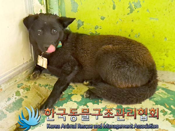 종료(입양) 믹스견…