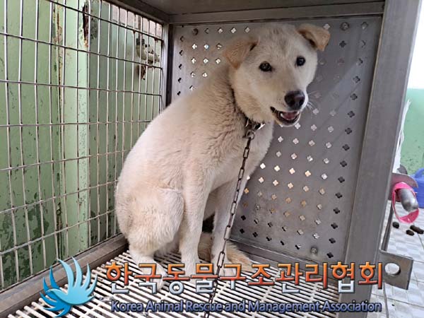종료(안락사) 믹스…
