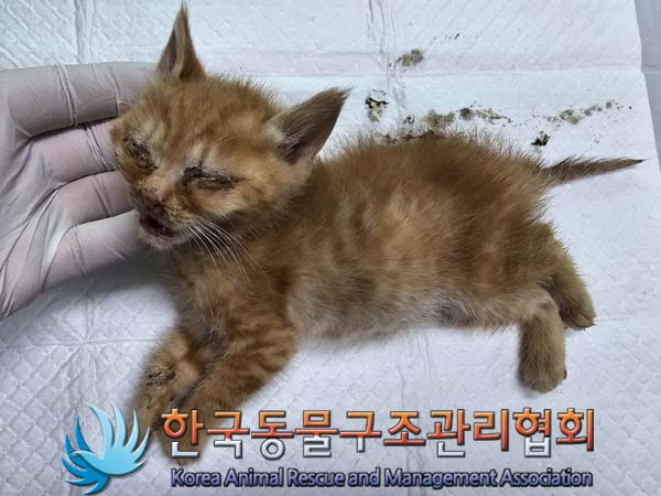 한국동물구조관리협회_441409202400847