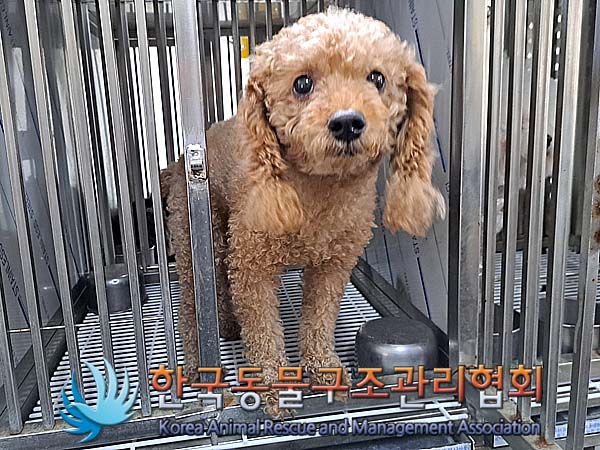 종료(반환) 푸들의…
