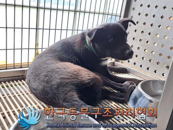 종료(반환) 믹스견…