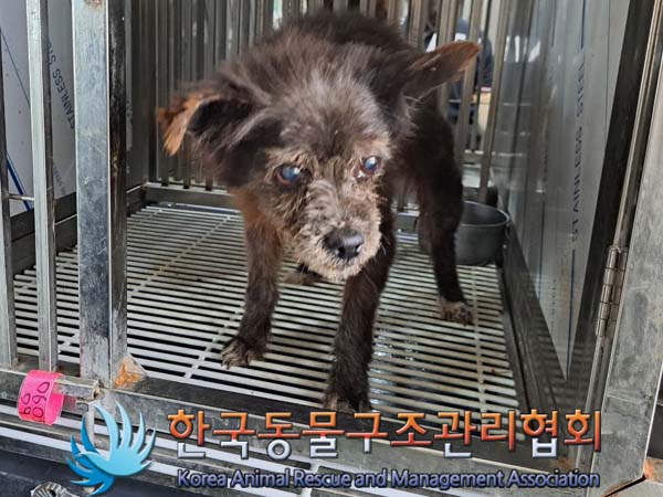 종료(안락사) 믹스…
