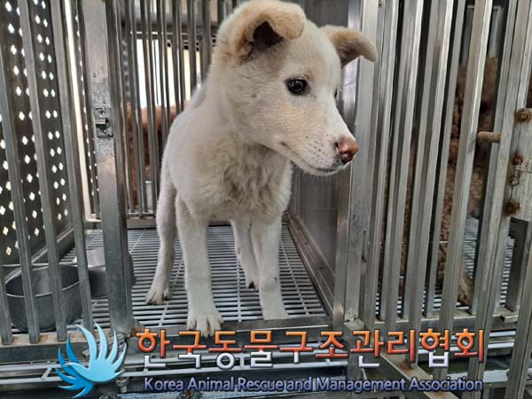 종료(입양) 믹스견…