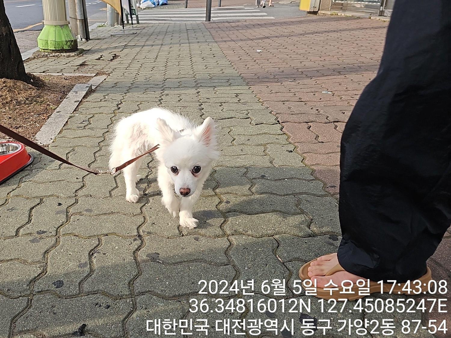 종료(반환) 스피츠…