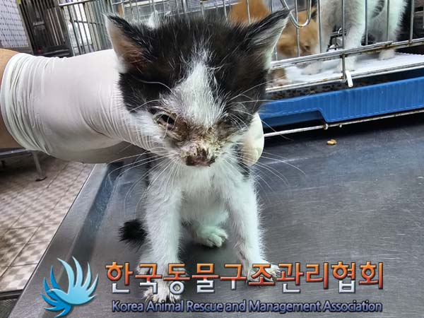 종료(자연사) 한국…