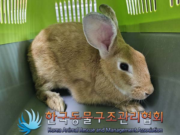 보호중 토끼의 가족…
