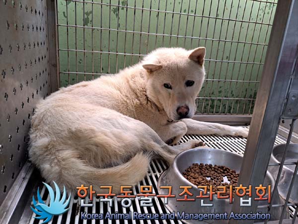 종료(안락사) 믹스…