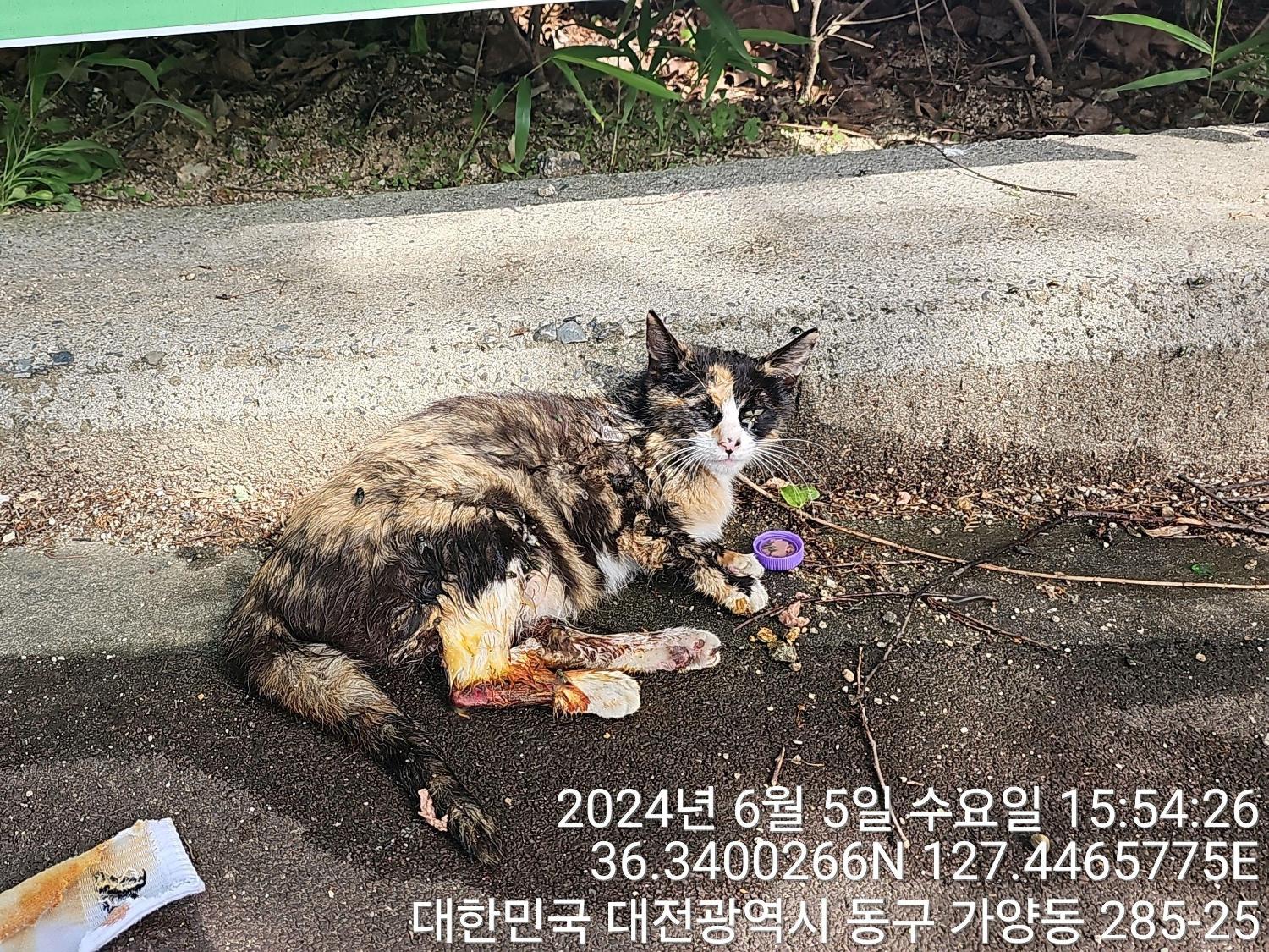종료(안락사) 한국…
