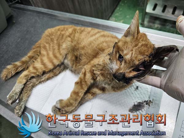 종료(자연사) 한국…