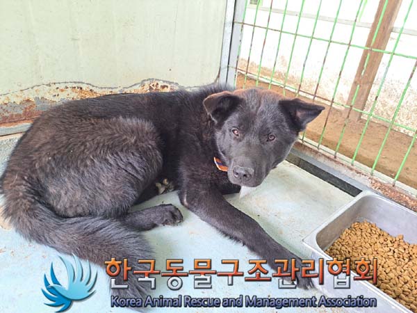 종료(입양) 믹스견…