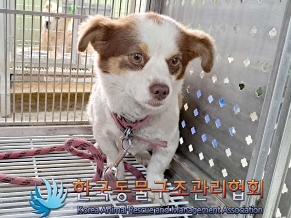종료(안락사) 믹스…