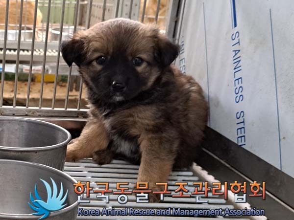 한국동물구조관리협회_441560202400626