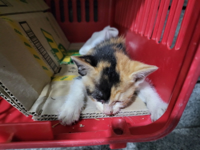 종료(자연사) 믹스…