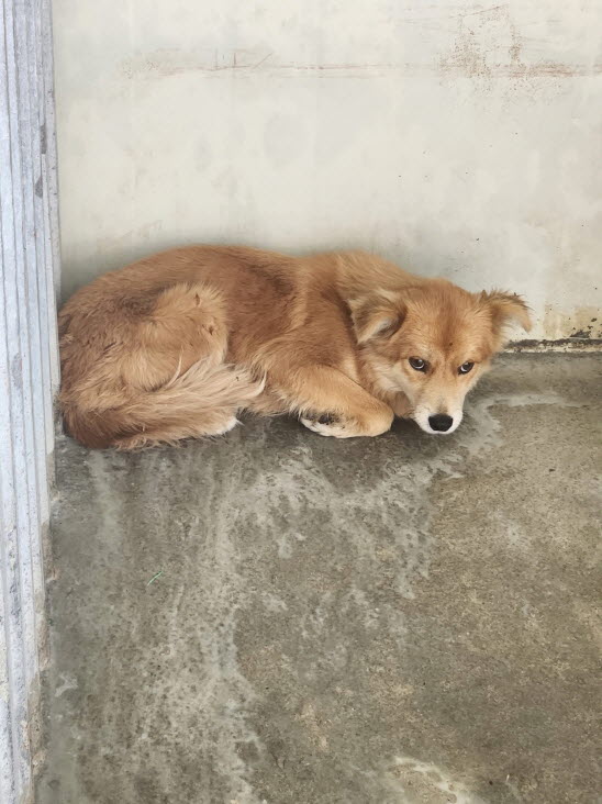 종료(입양) 믹스견…