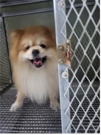 보호중 포메라니안의…