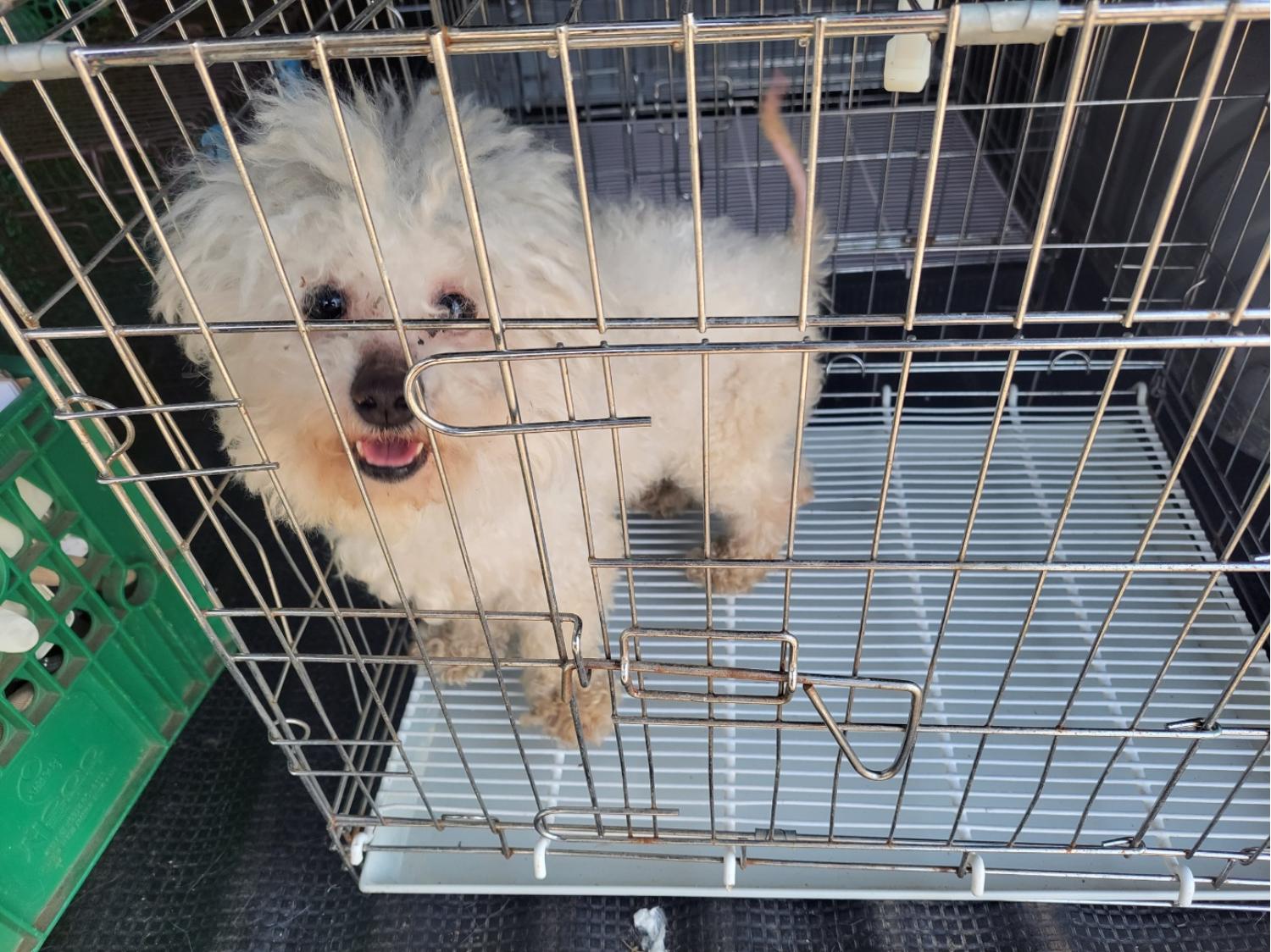 보호중 말티푸의 가…