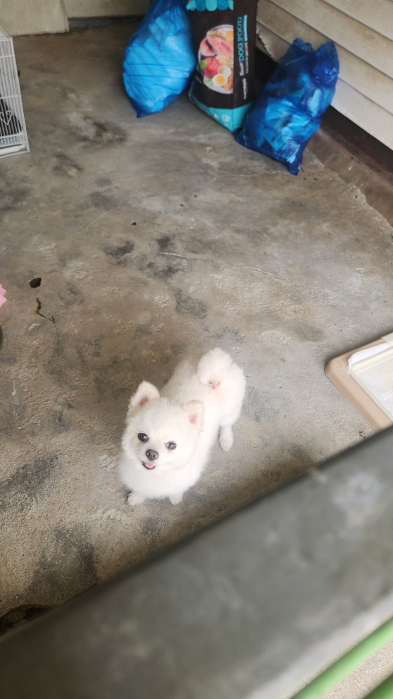 익산유기동물보호소_445468202401618