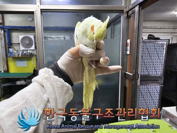 종료(입양) 왕관앵…