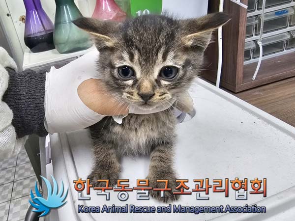 종료(입양) 한국 …