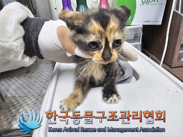 종료(자연사) 한국…
