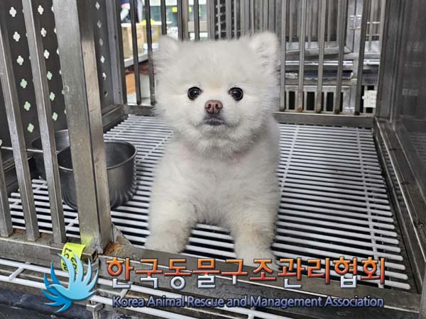 종료(반환) 포메라…