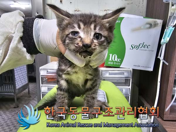 종료(입양) 한국 …