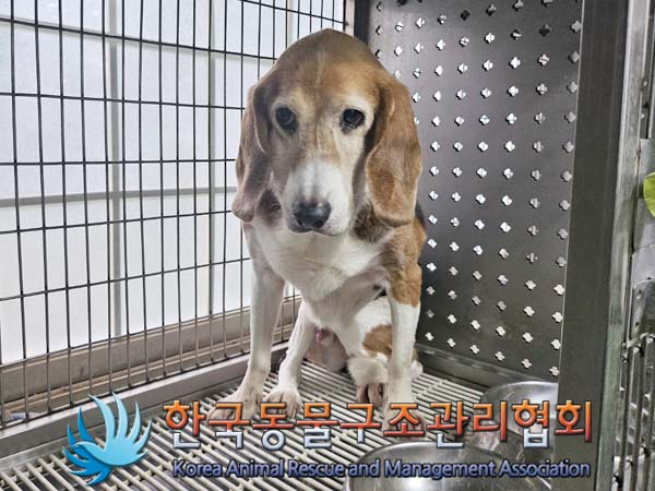 종료(반환) 비글의…