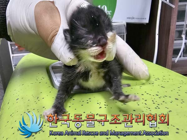 한국동물구조관리협회_441409202400851