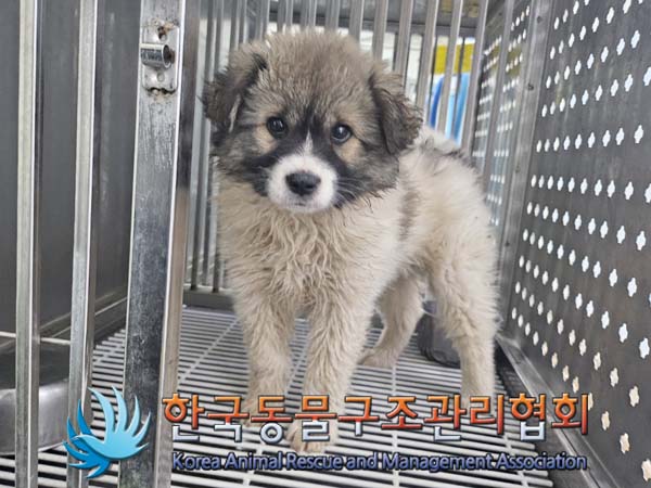 종료(기증) 믹스견…