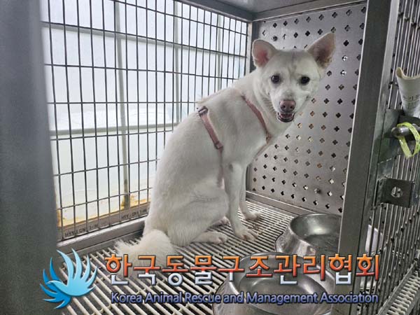 종료(안락사) 믹스…