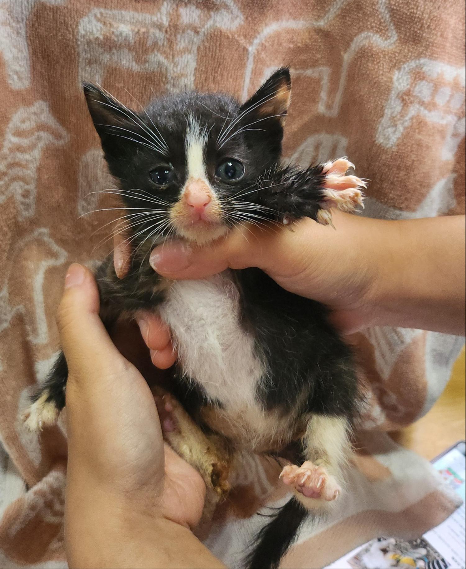 울산유기동물보호센터_431373202400778