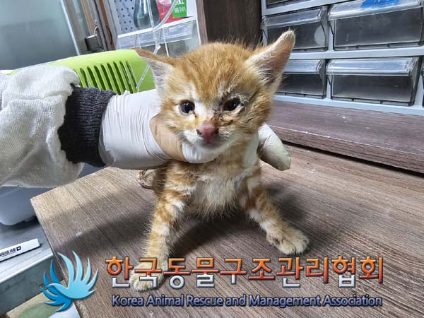 종료(자연사) 한국…