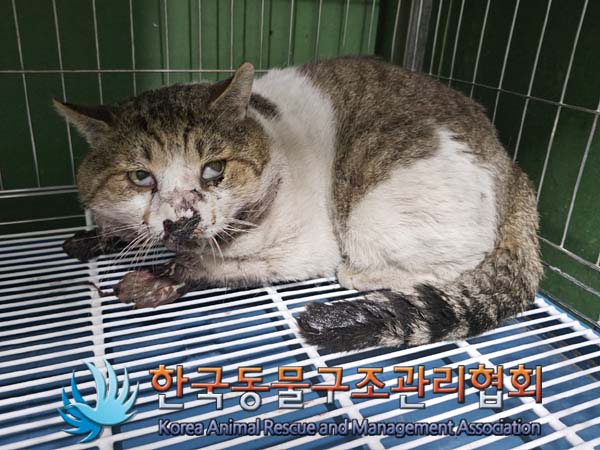 보호중 한국 고양이…