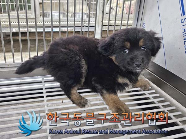 종료(기증) 믹스견…