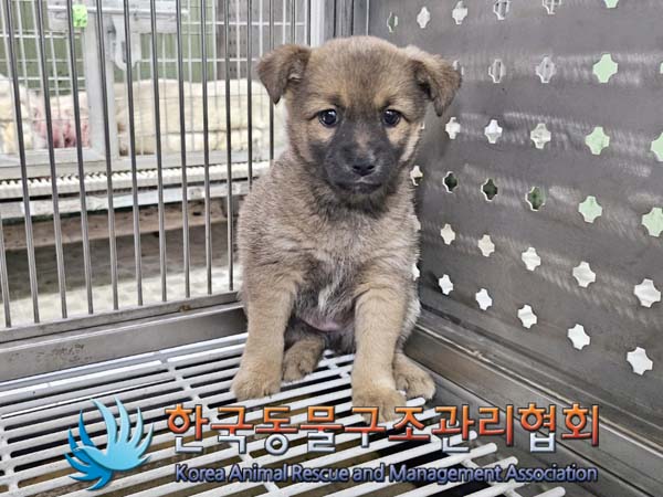 종료(안락사) 믹스…
