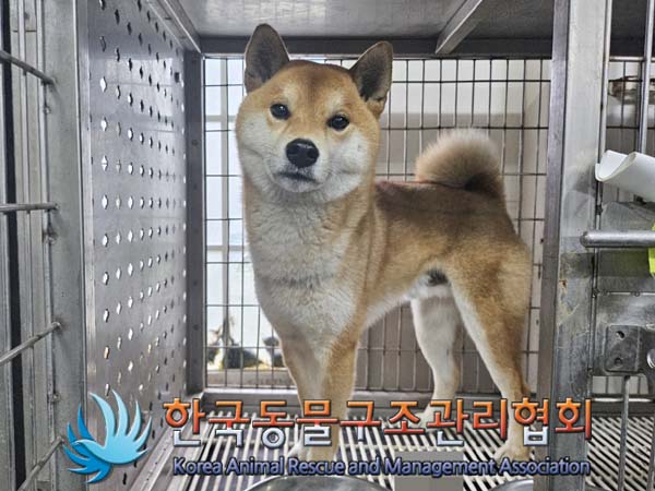 보호중 시바의 가족…