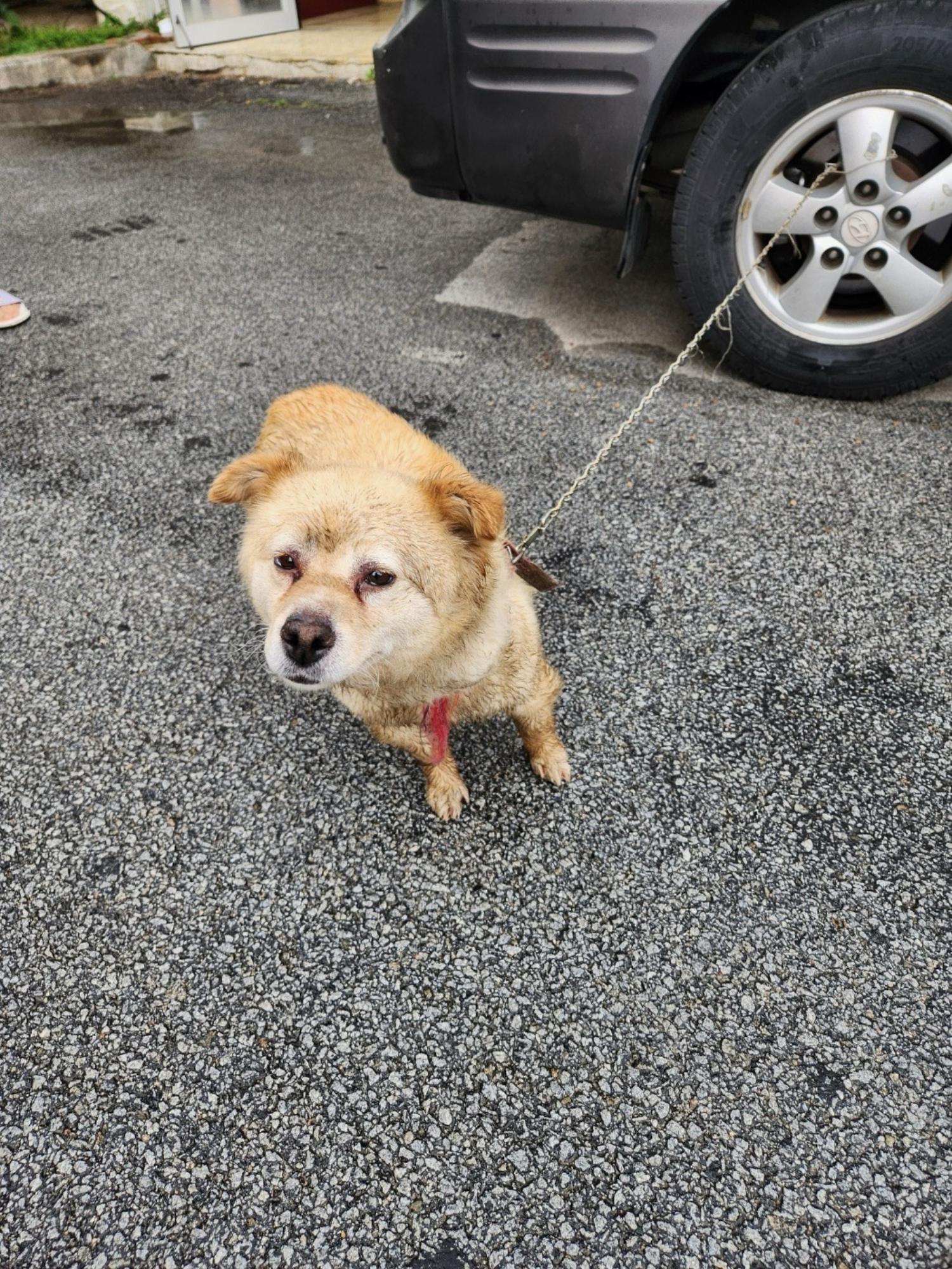 영주시 동물보호센터_447509202400186