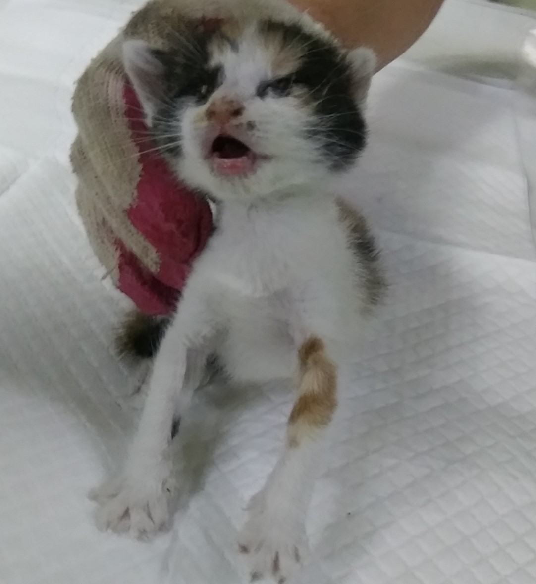 인천광역시수의사회_428353202400568