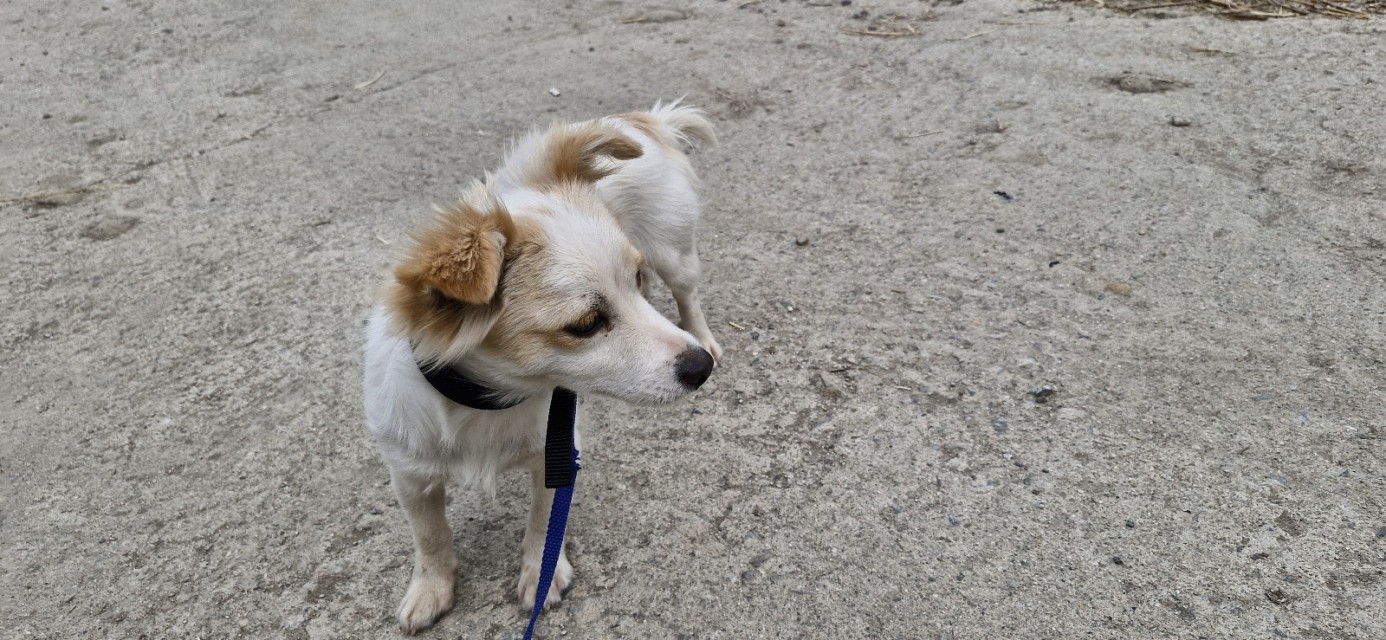 산청동물보호센터_448545202400327