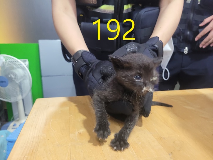 보호중 한국 고양이…