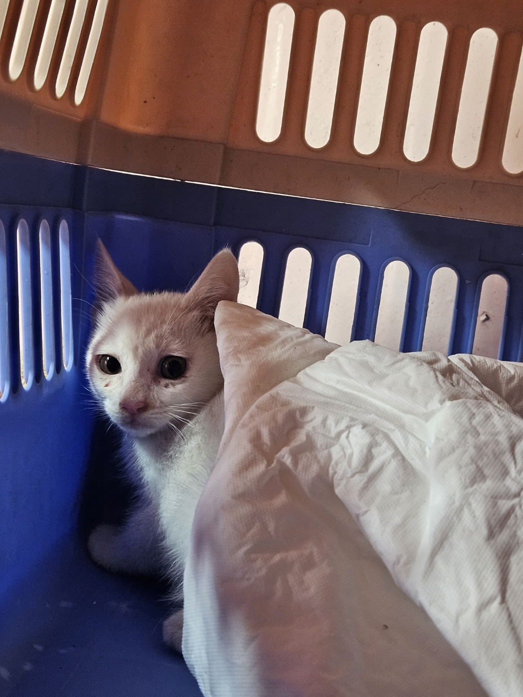 종료(자연사) 한국…