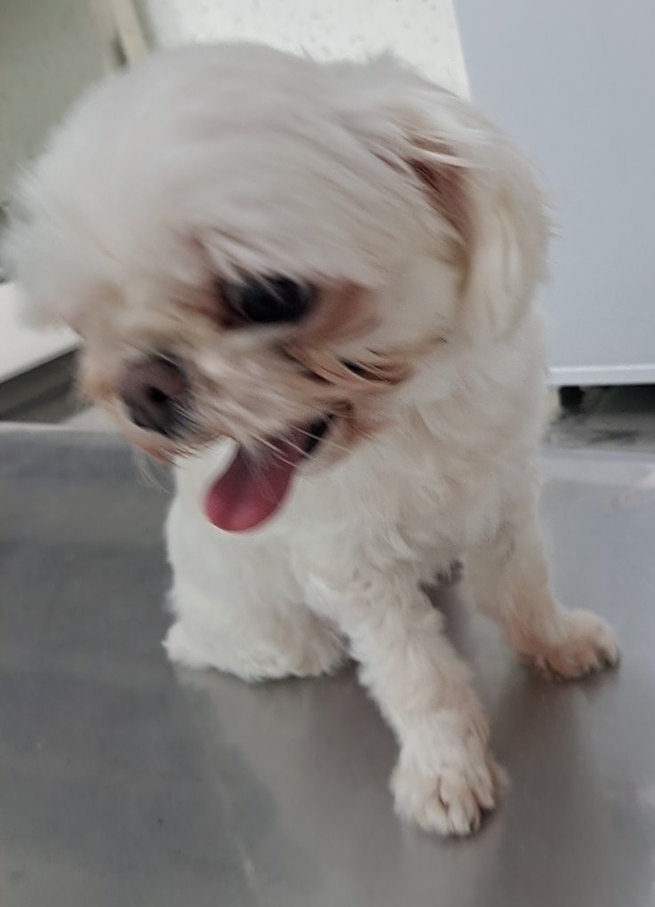 보호중 말티즈의 가…