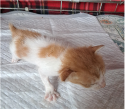 종료(자연사) 한국…