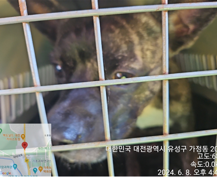 대전동물보호센터_430367202400418