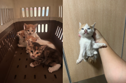 부산동물보호센터_426325202400135