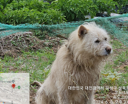 대전동물보호센터_430367202400416