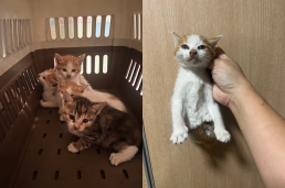 보호중 한국 고양이…