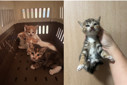보호중 한국 고양이…